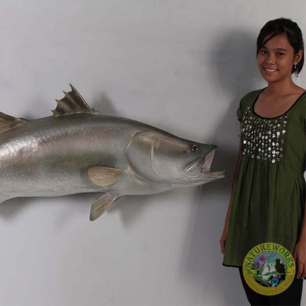 Natureworks Australia Barramundi Fish - Wall decor mount - side view - shown mounted on wall with lady for a size comparison- SKU: 100102
