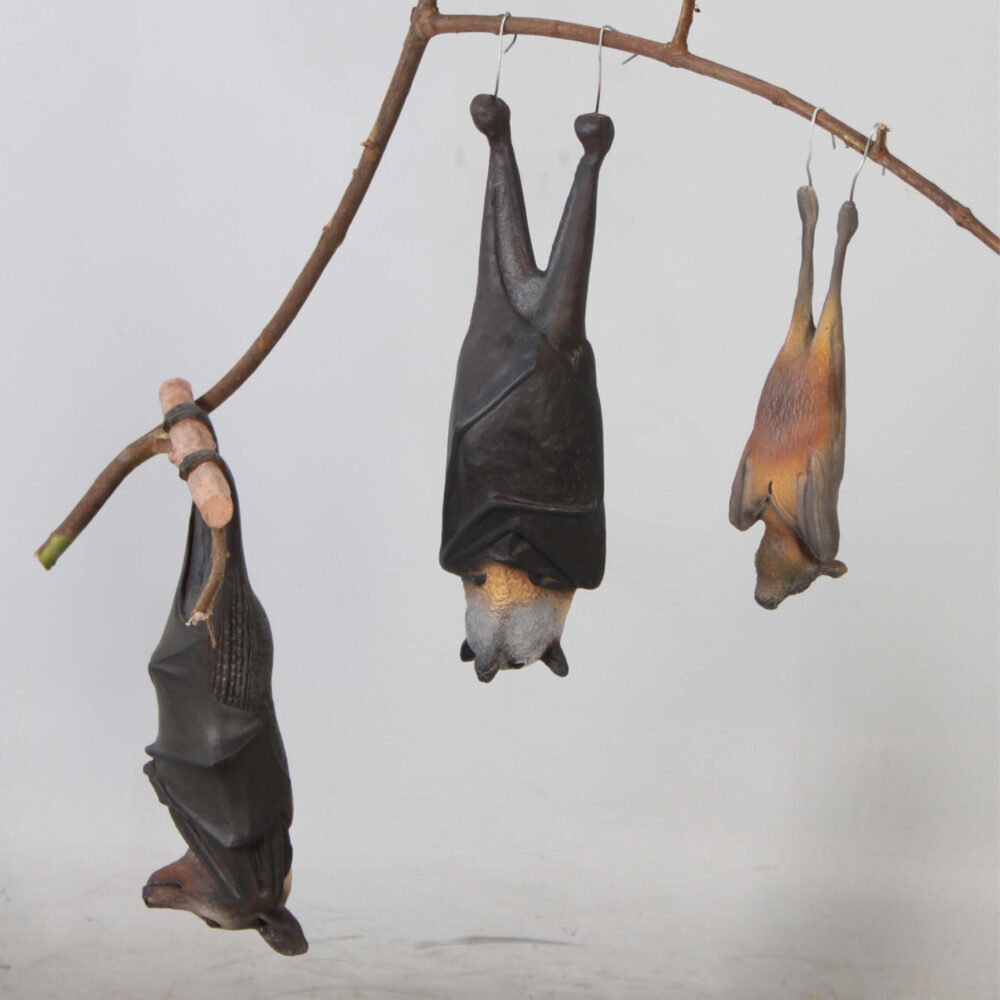 Bat-Spectacled-Flying-fox-showing set of 3 bats hanging from branch-100119