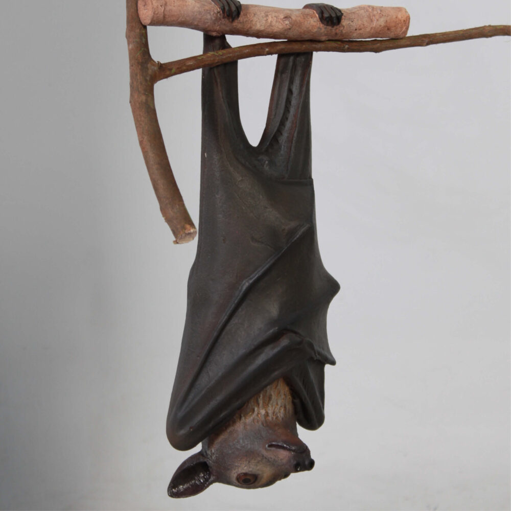 Bat-Spectacled-Flying-fox-showing front view angle hanging-100119