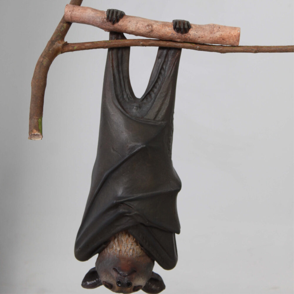 Bat-Spectacled-Flying-fox-showing front view-100119