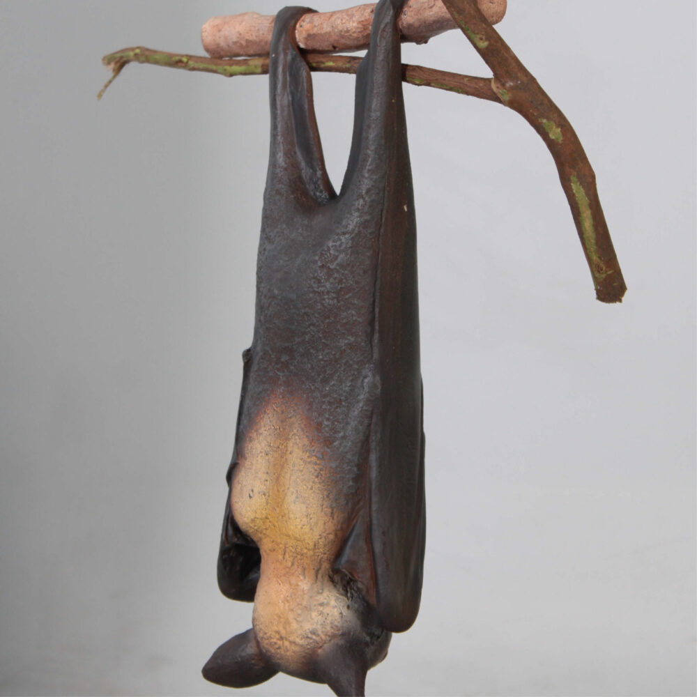 Bat-Spectacled-Flying-fox-showing rear angle view-100119