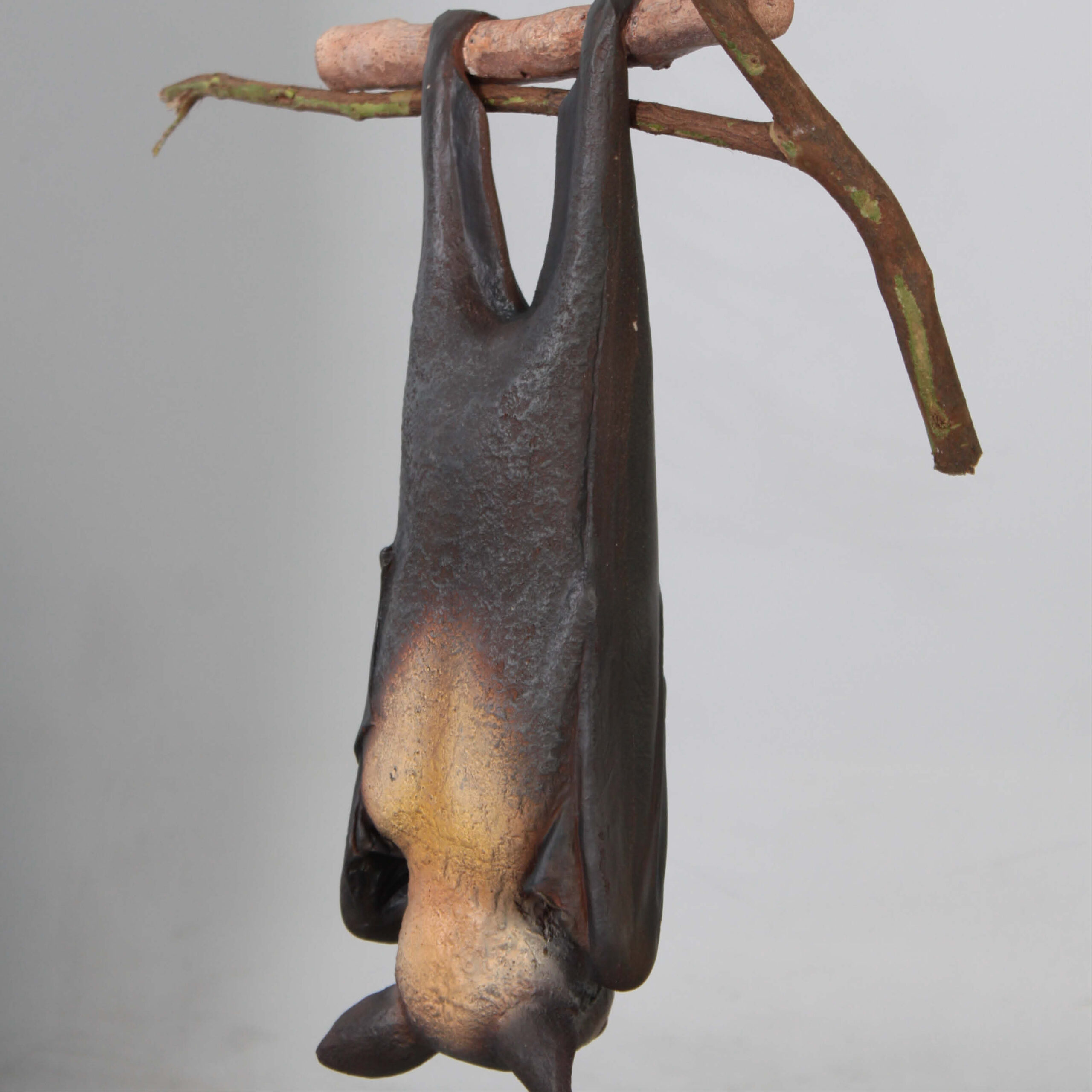 Natureworks Australia Bat-Spectacled-Flying-fox-showing rear angle view-100119