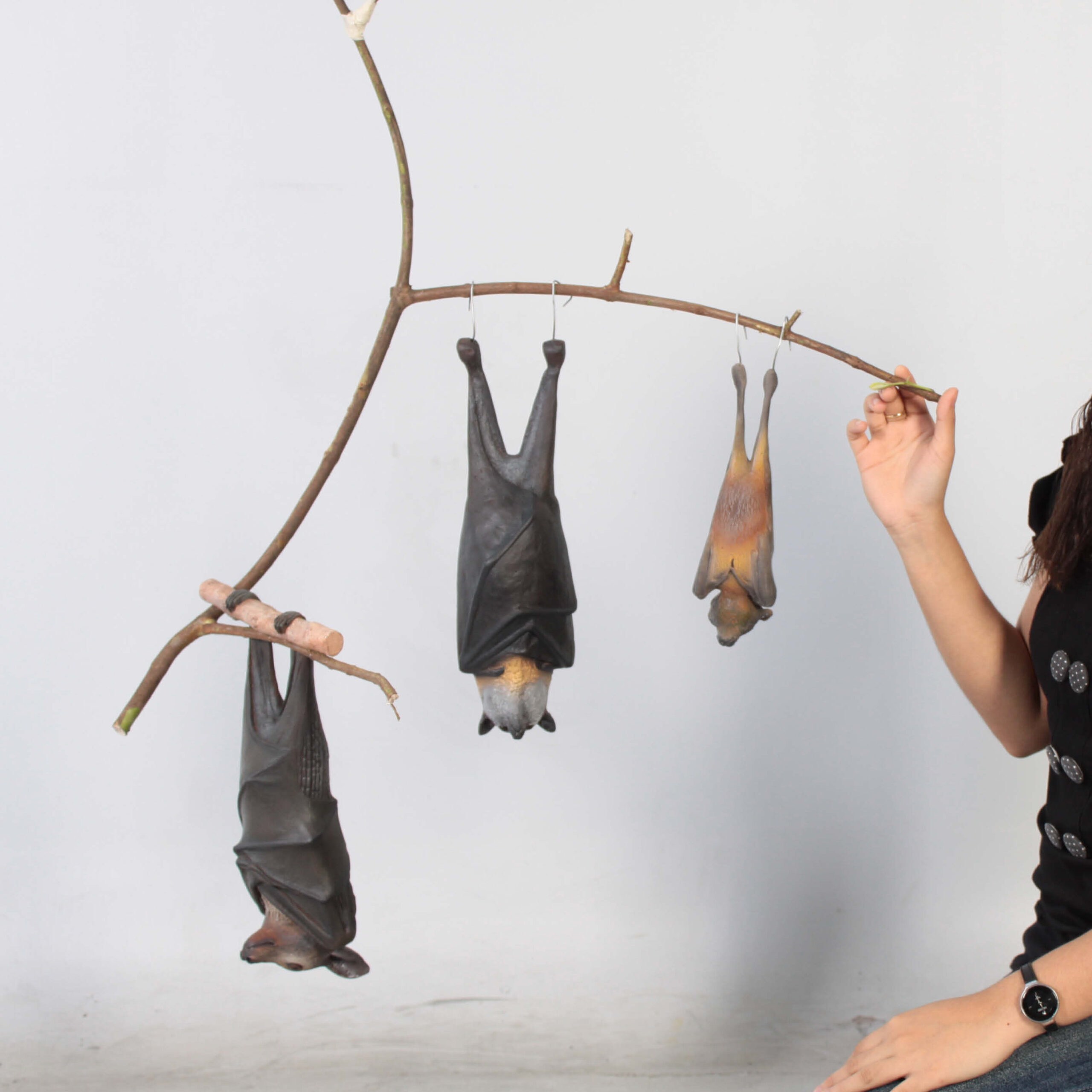 Natureworks Australia Bat-Spectacled-Flying-fox-showing set of 3 bats hanging from branch-with lady100119