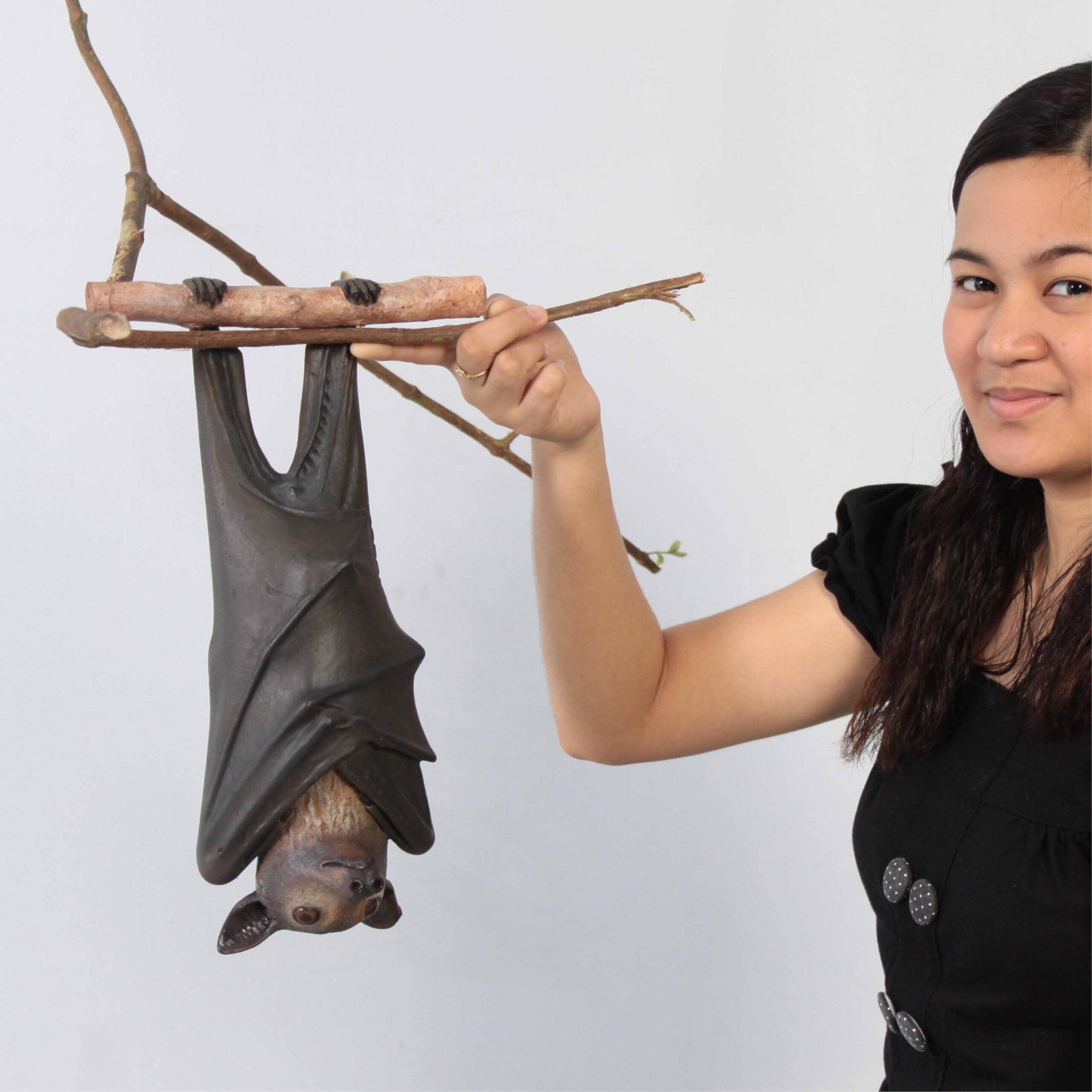Natureworks Australia Bat-Spectacled-Flying-fox-shown with lady & bat handing from branch-100119