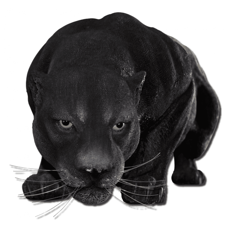 BlackPanther Crouching Life sizeSculpture