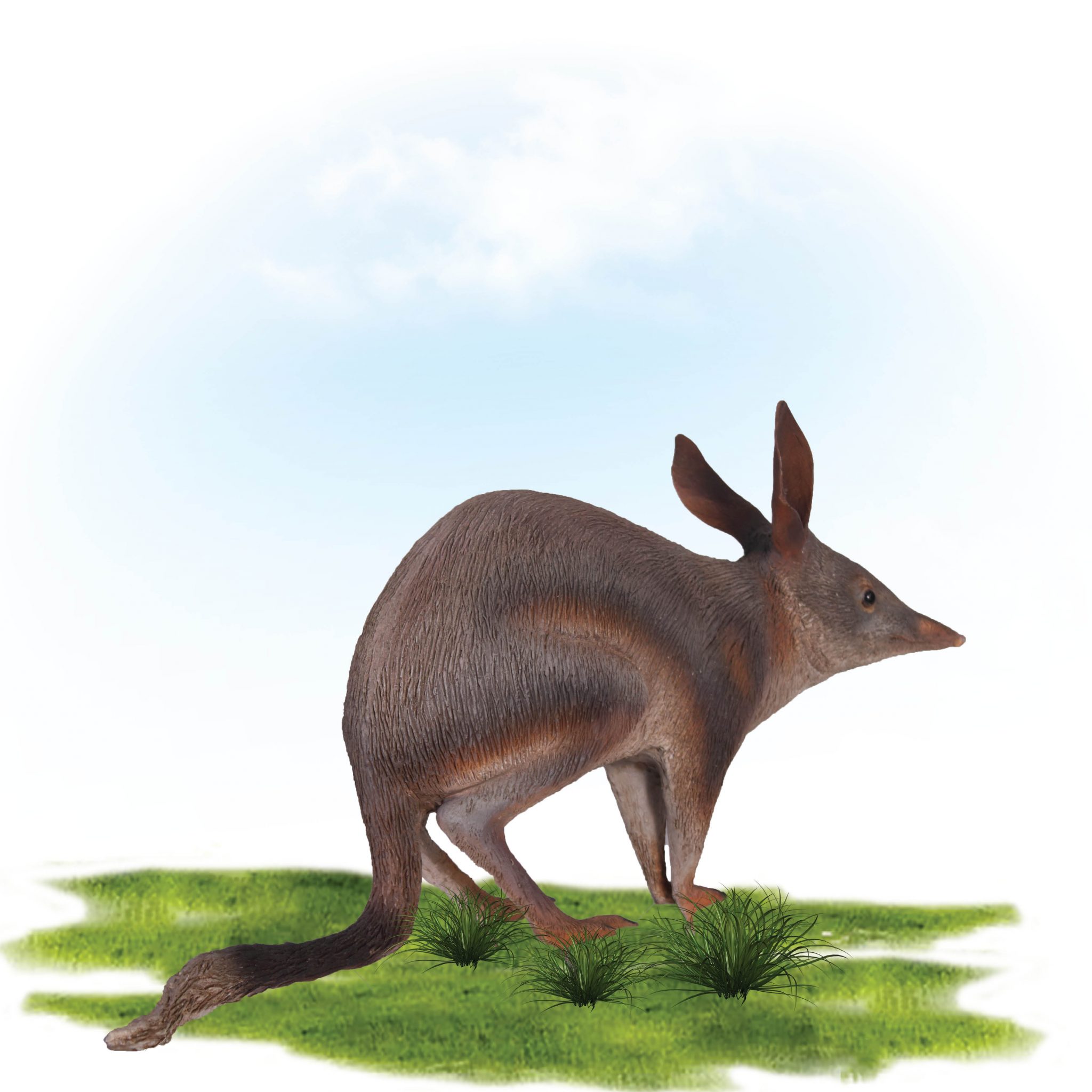 Bilby Lifesize Statue Sculpture & Statue