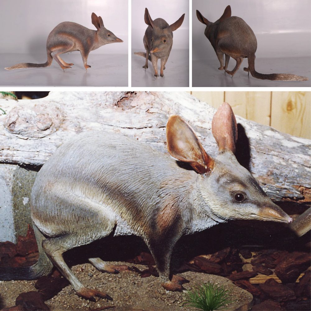 Bilby standing - life-size
