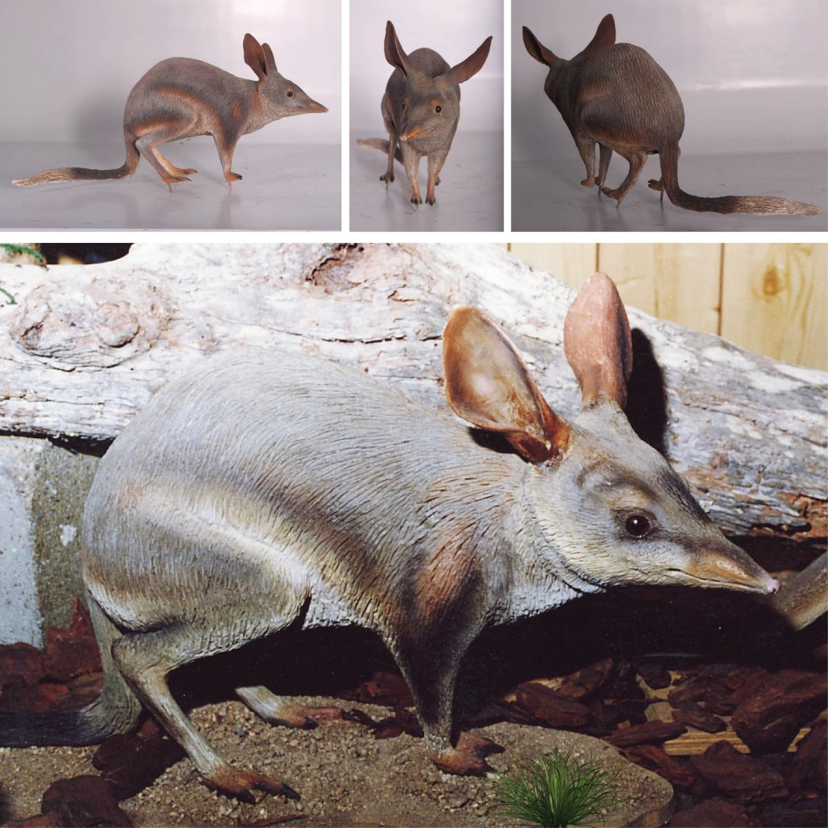 Natureworks Australia Bilby standing - life-size