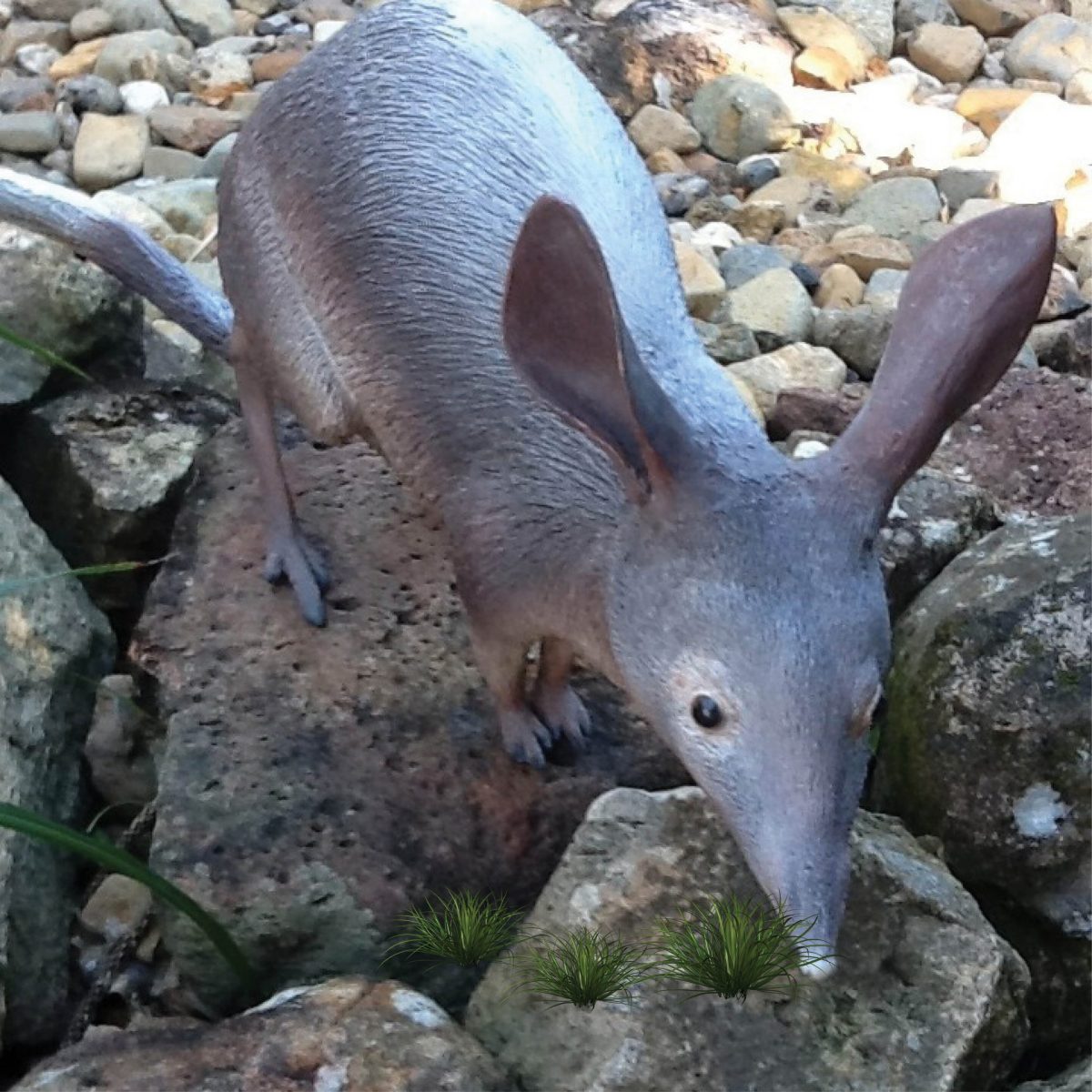 Natureworks Australia Bilby standing - life-size