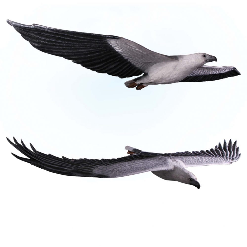 White BreastedSea Eagle Flying