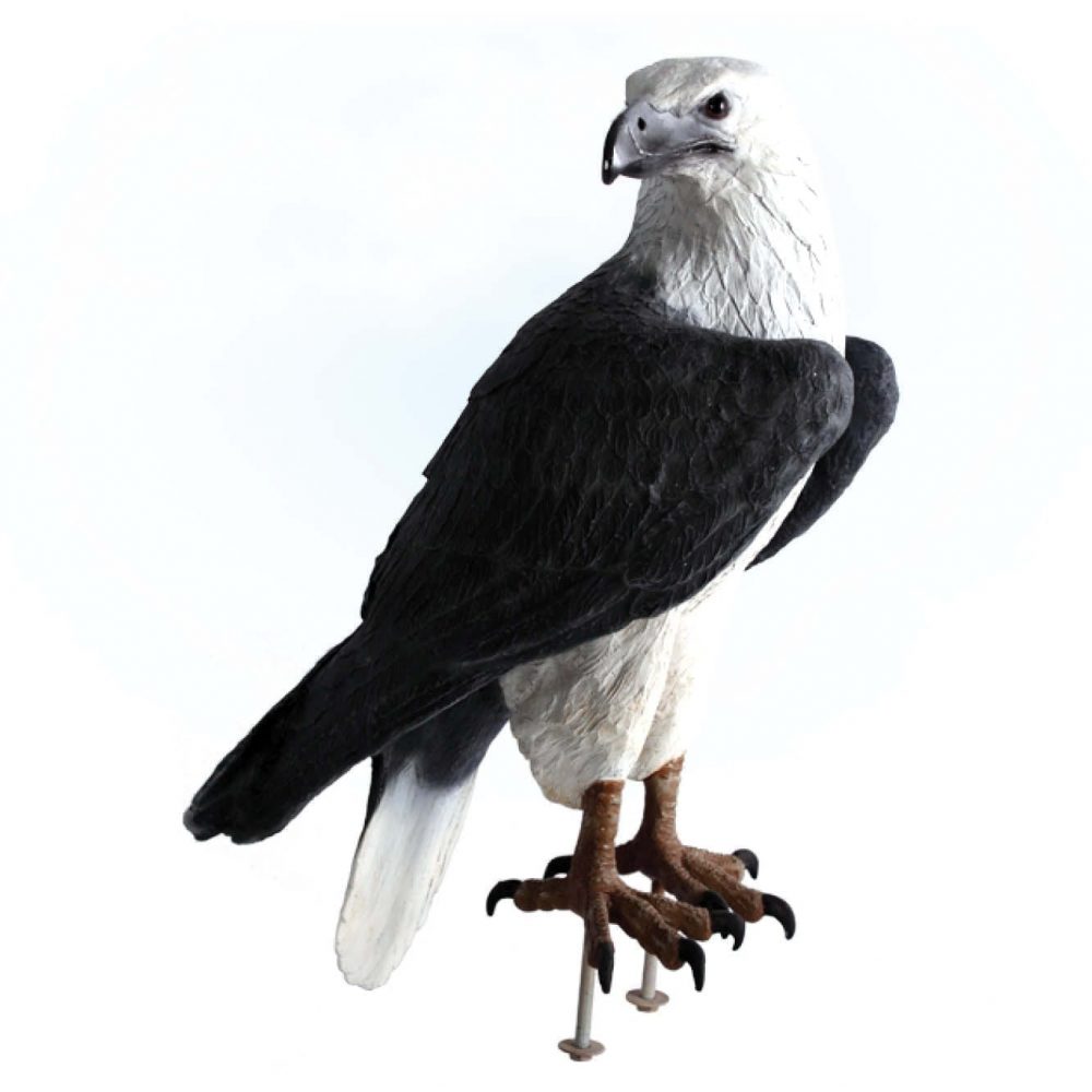 Birds Of Prey Eagle White Breasted Sea Eagle sitting Product Image  V px px
