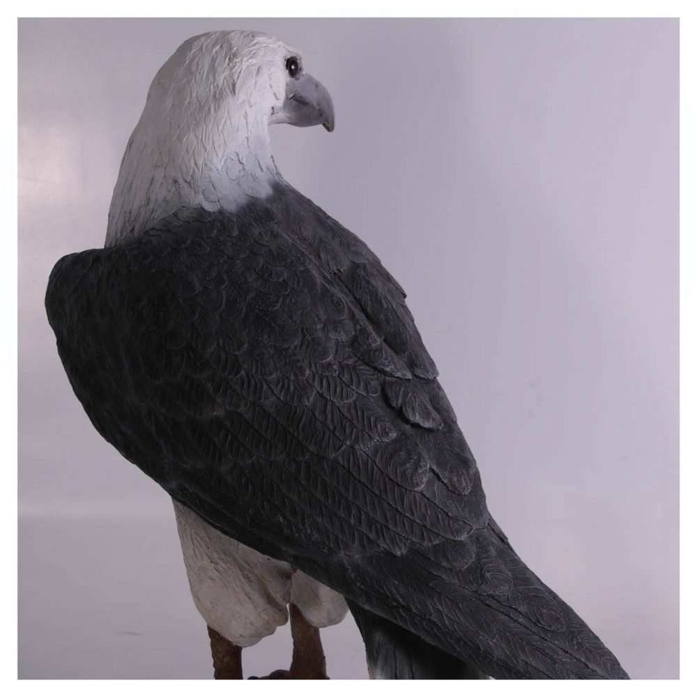 Birds Of Prey Eagle White Breasted Sea Eagle sitting Rear View Product Image  V px px