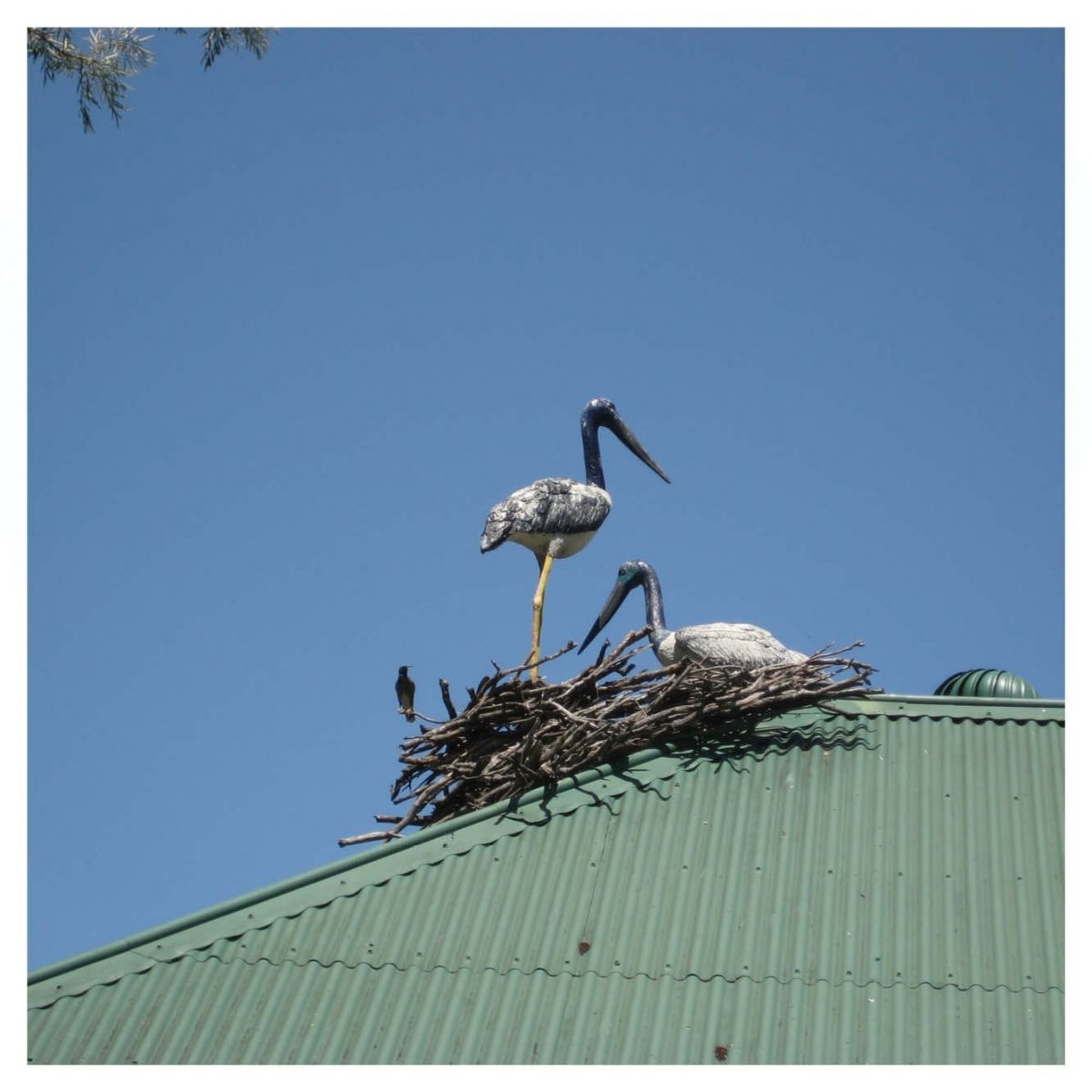 Natureworks Australia Jabiru StandingStatue outsideinnestonrooftop