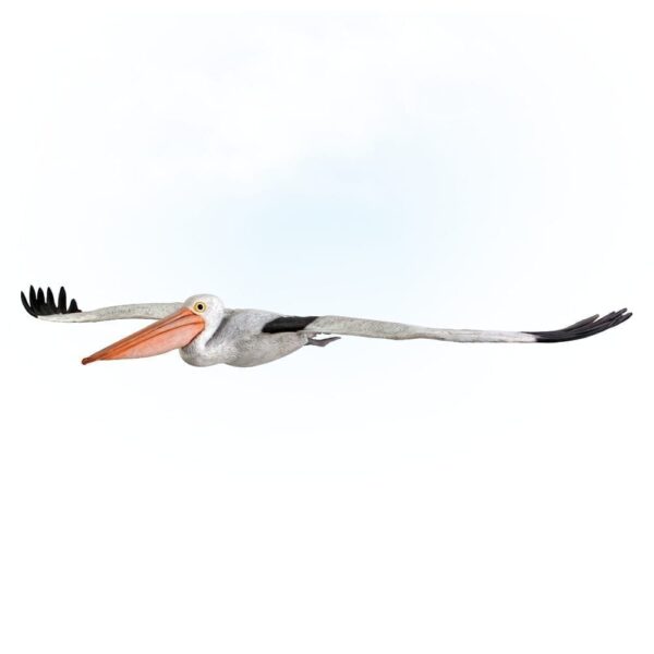 PelicanBirdFlying Lifesize