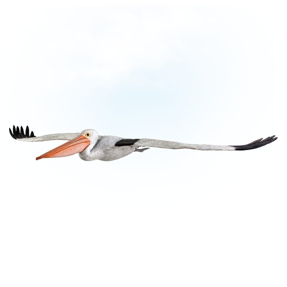 PelicanBirdFlying Lifesize