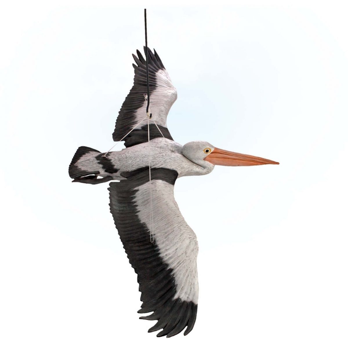 Natureworks Australia Birds Water Birds Pelican Flying sitting Close up Product Image V px px