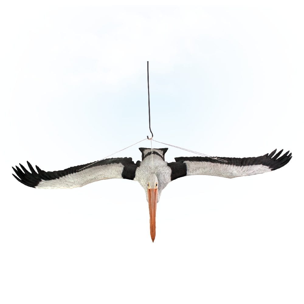 Natureworks Australia Birds Water Birds Pelican Flying sitting front view Product Image V px px