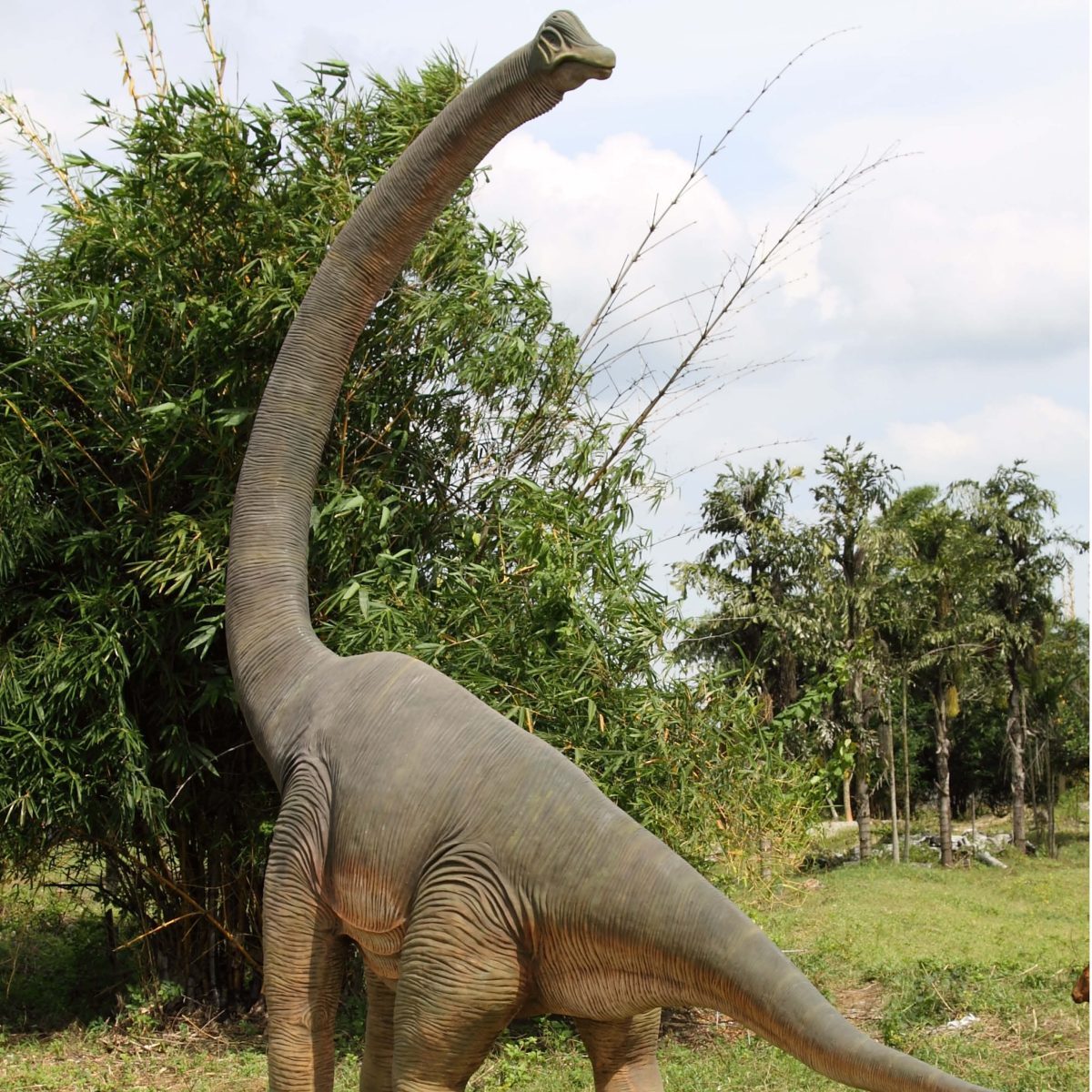 Natureworks Australia Brachiosaurus with twisted Neck_100061_Rear View