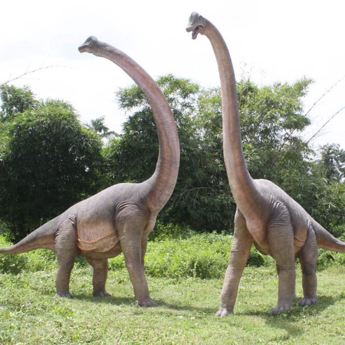 Natureworks Australia Brachiosaurus with twisted Neck_100061 showing both twisted neck and straight neck versions of Brachiosaurus dinosaurs