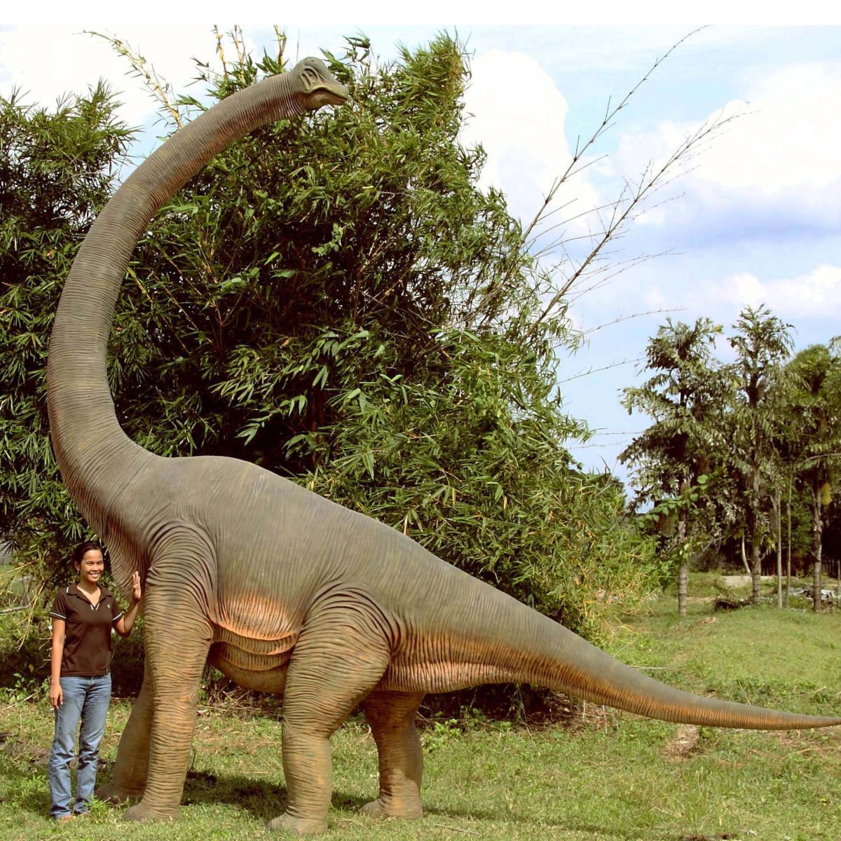 Natureworks Australia Brachiosaurus with twisted Neck_100061_side view with lady