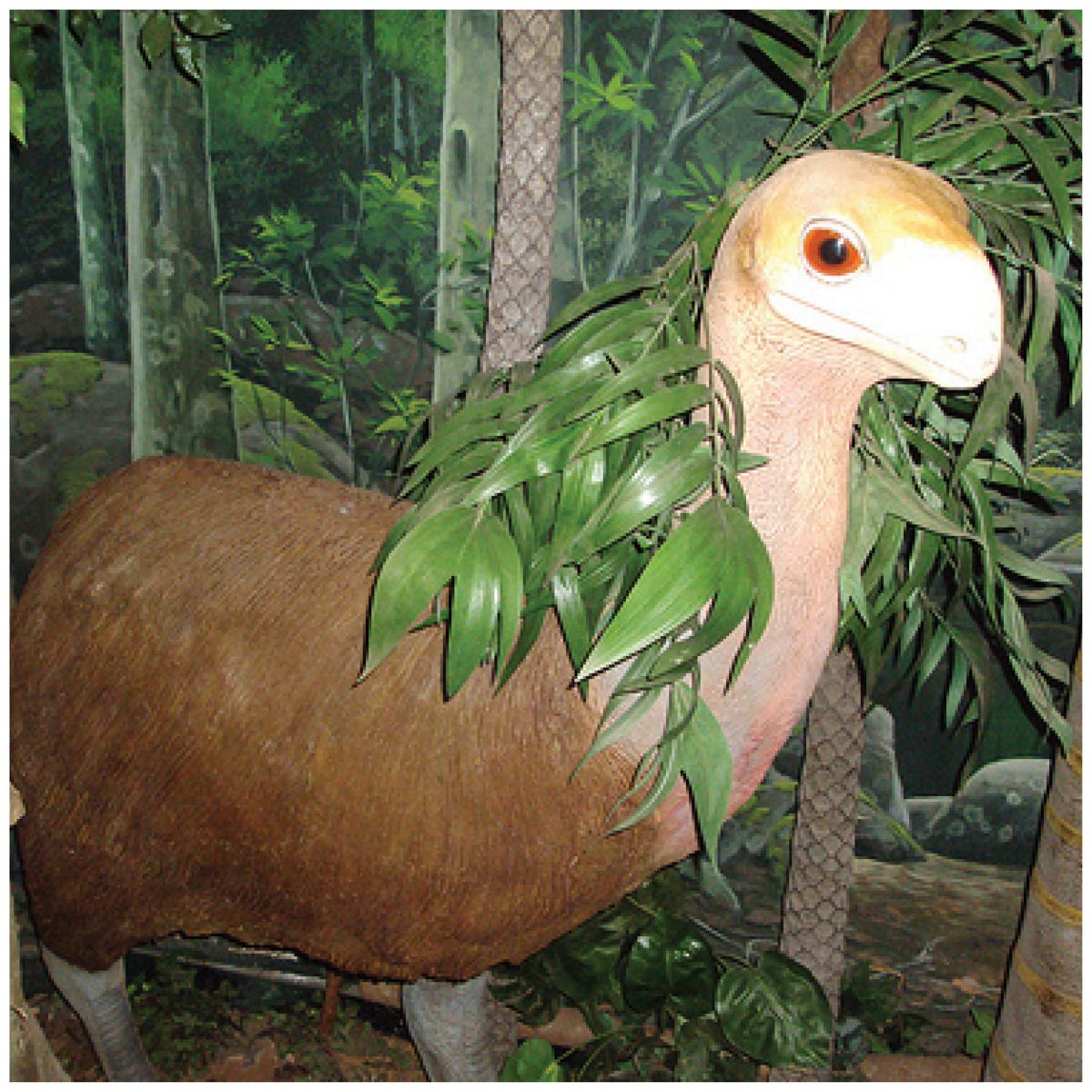 Natureworks Australia Bullockornis - Megafauna statue - 160216 - shown here in Riversleigh fossil centre exhibit