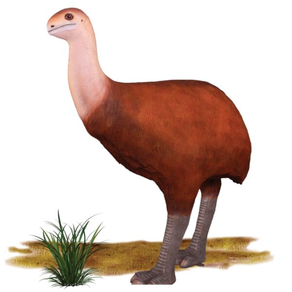 Bullockornis megafauna bird