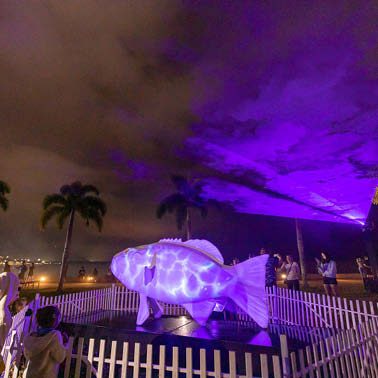 Natureworks Australia Coral Trout - White - Giant for public art displays and events - 120045White - showin with colour laser light shining on display - in Cairns Queensland - showin in exhibit with purple lights