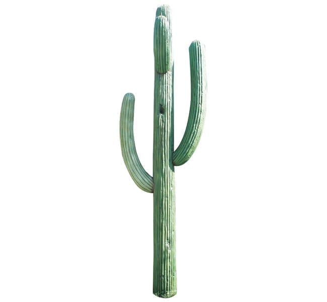 Cactus Saguaro
