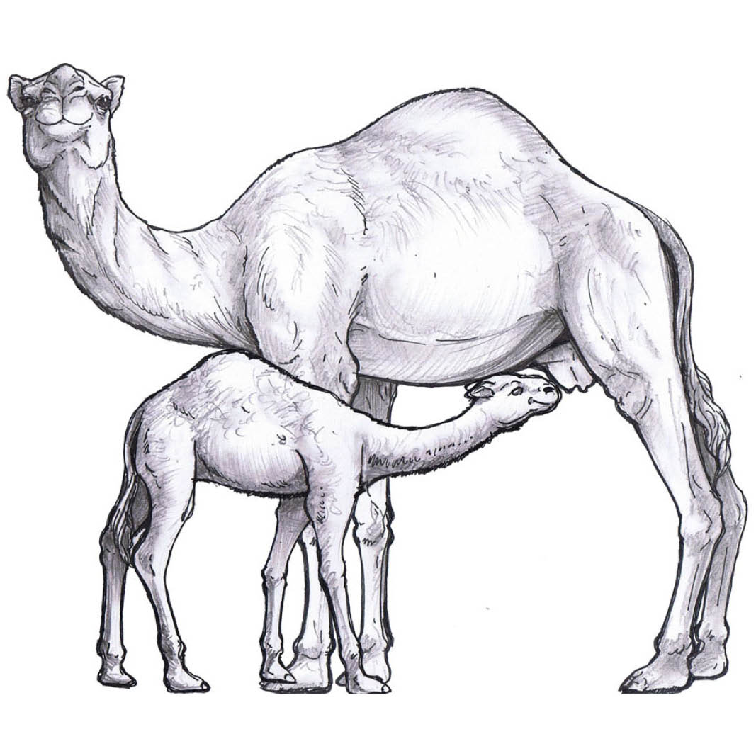 Natureworks Australia Camel statue - dromedary adult 1 hump female - 130007 - showing concept art before sculpt is started - note new born calf also available 130008