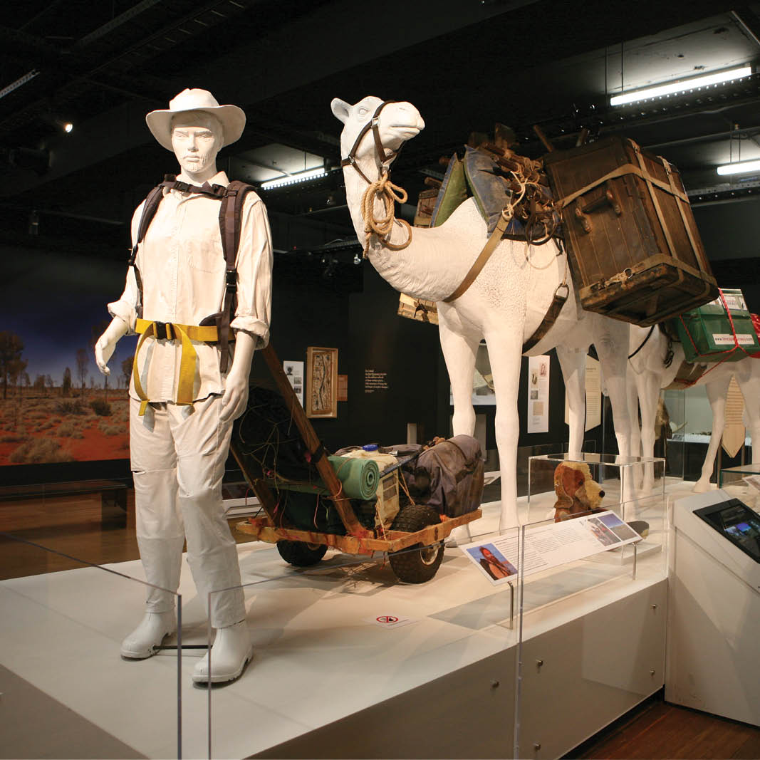 Natureworks Australia Camel - dromedary female - 130007 shown in exhibit at the Australian National Museum