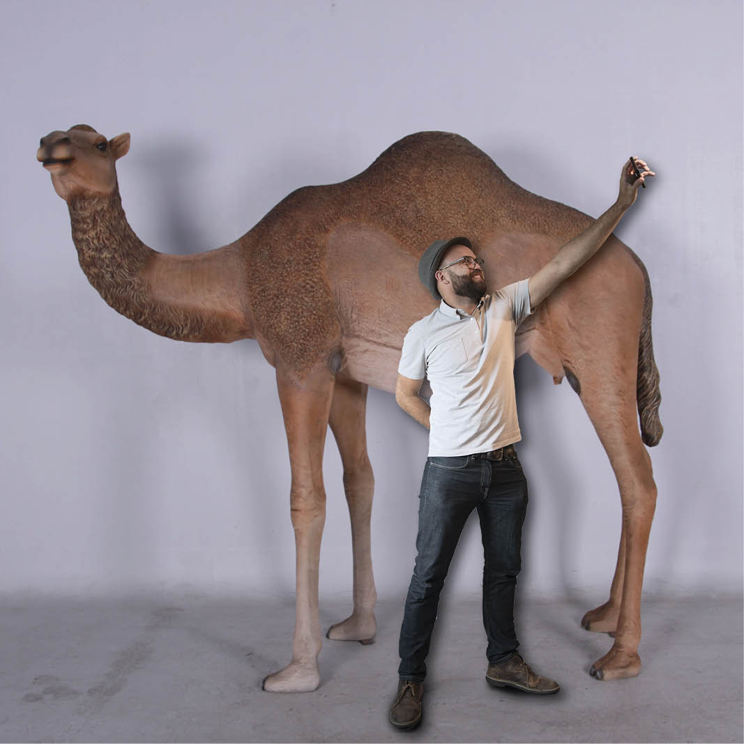 Natureworks Australia Camel statue - dromedary adult 1 hump female - 130007 - shown with man taking a selfie with camel