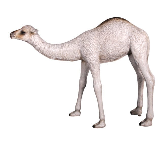 White Standing Baby Camel Sculpture