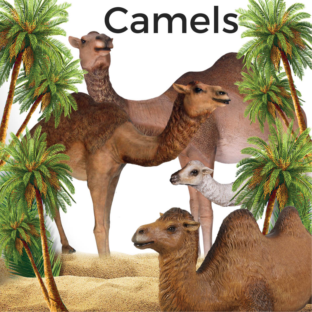 Natureworks Australia Collection of Camels
