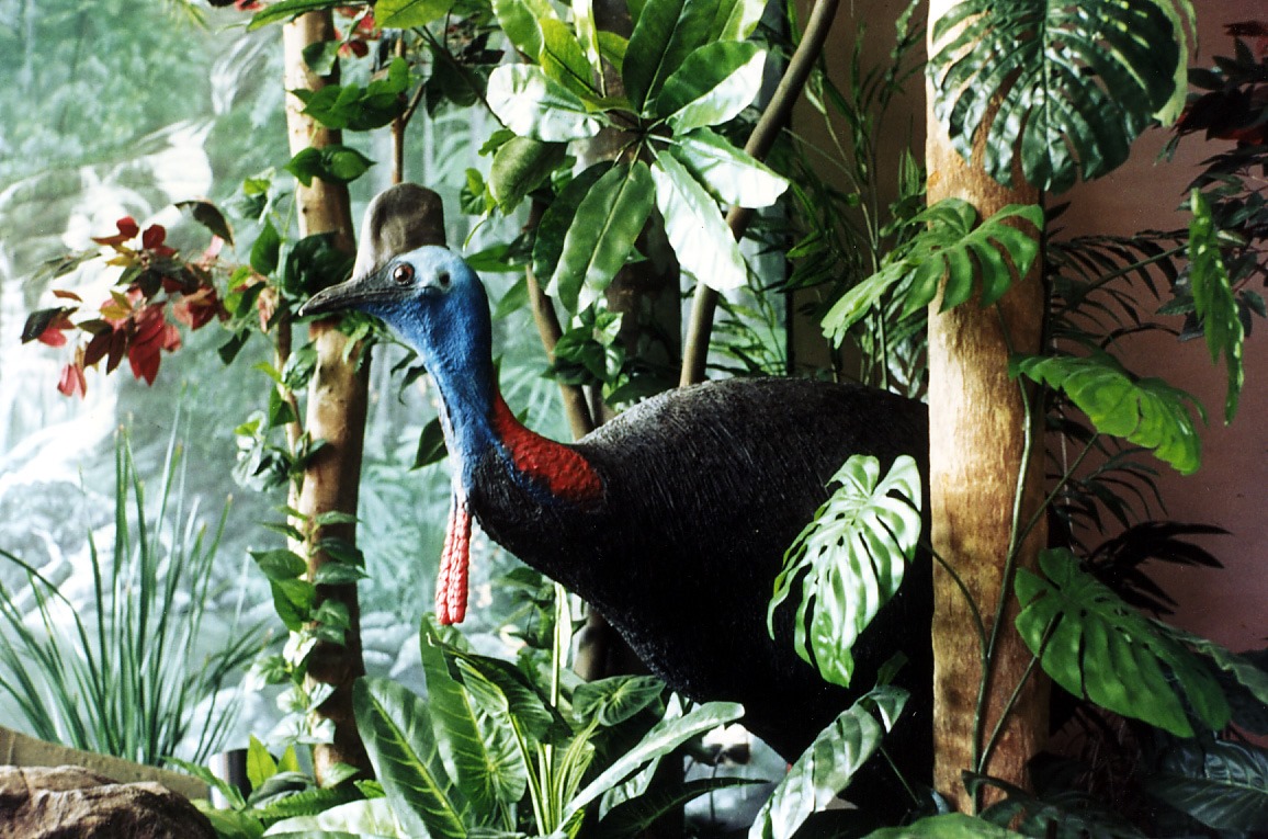 Natureworks Australia Male Cassowary sculpture in forest setting