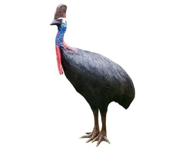 CassowaryFemale