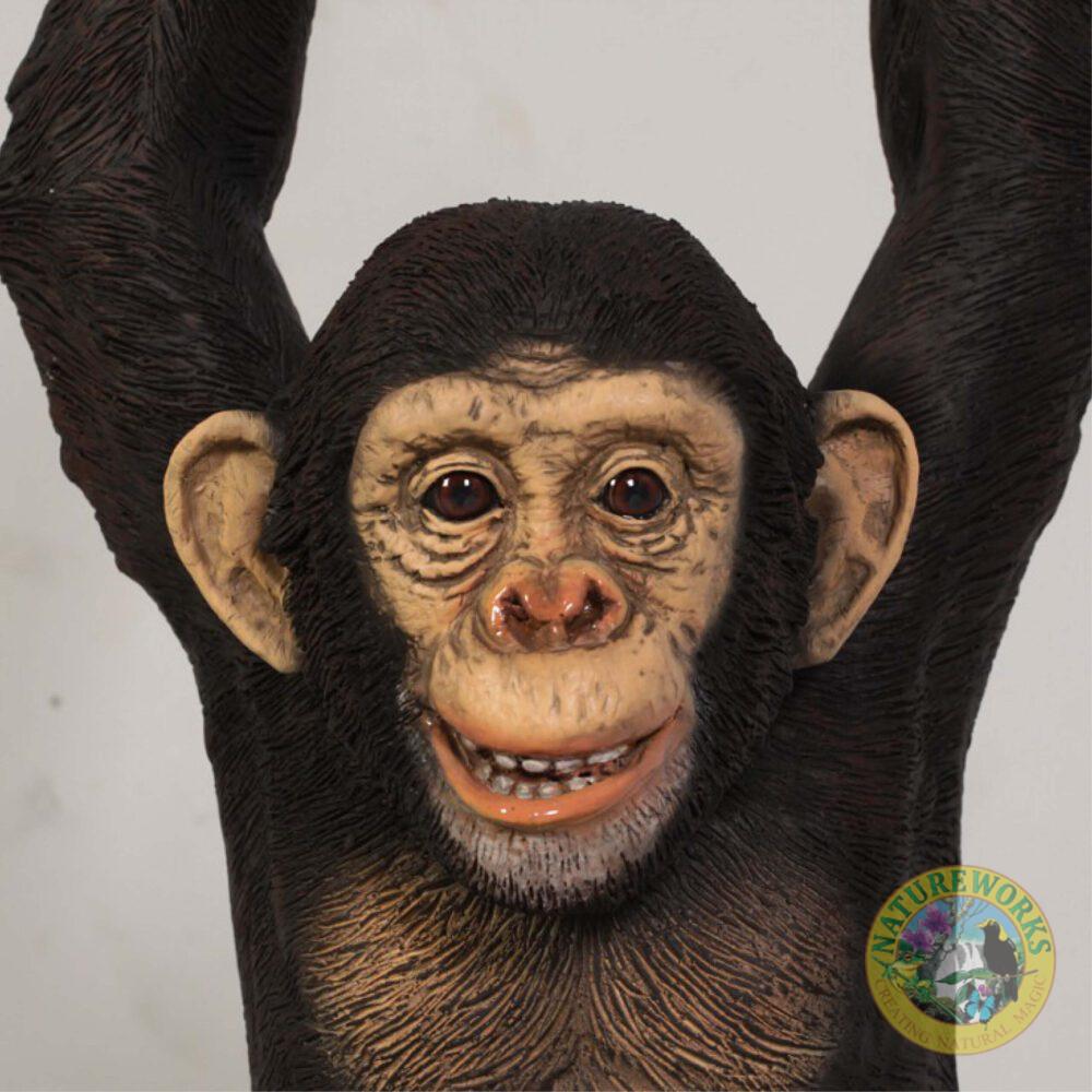 Natureworks Australia Chimpanzee hanging - close up of head detal - 120040