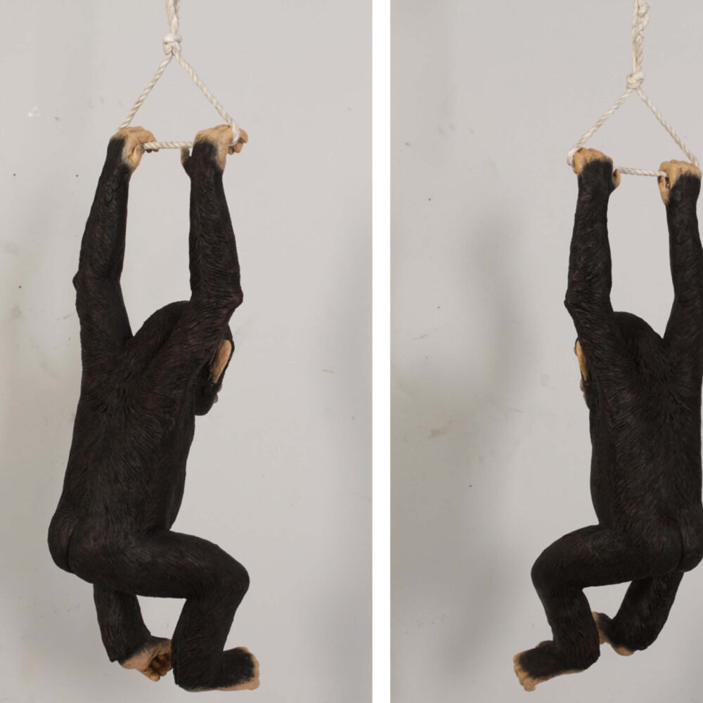 Chimpanzee hanging - angle rear views- 120040