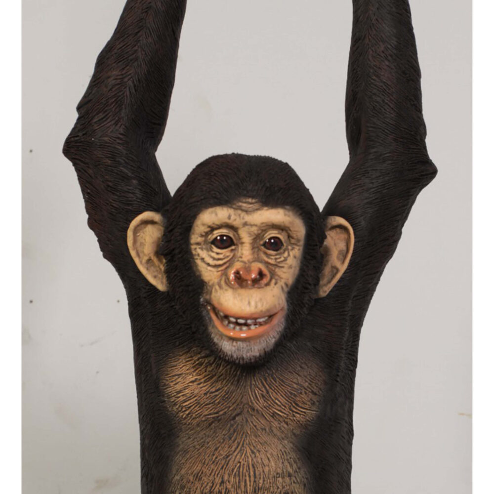 Chimpanzee hanging - 120040 front view