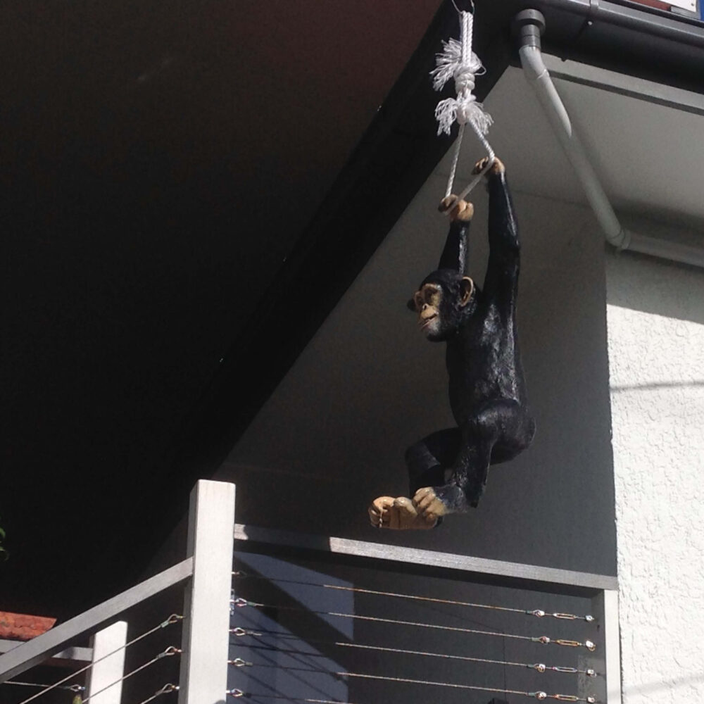 Just Hanging around - customer phot shared this Chimpanzee hanging - close up of head detal - 120040