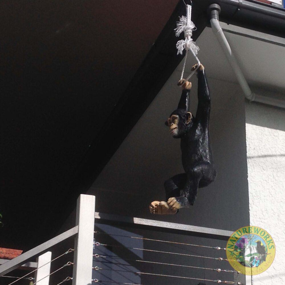 Natureworks Australia Just Hanging around - customer phot shared this Chimpanzee hanging - close up of head detal - 120040