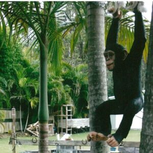 Hanging in the trees on a shady day, and lovin the breeze - chimpanzee hanging - 120040 statue