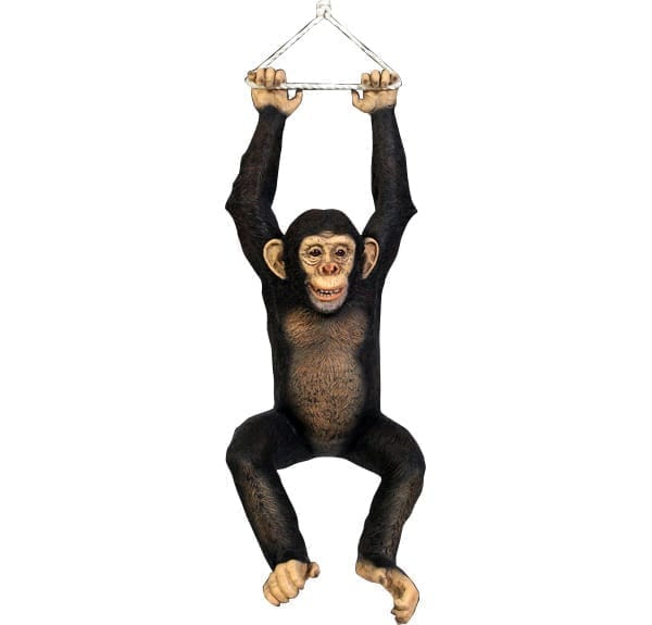 Chimpanzee Hanging