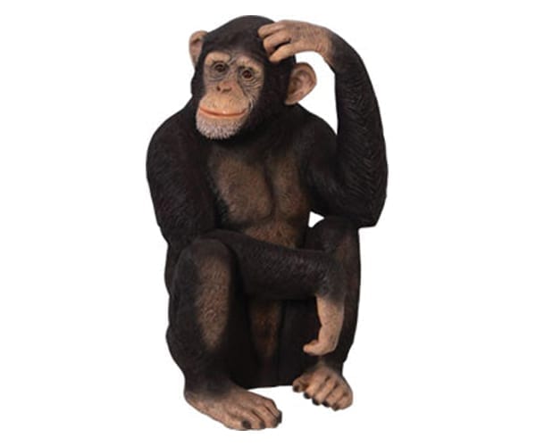 Chimpanzee Sitting