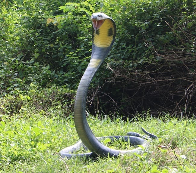Cobra Snake Sculpture