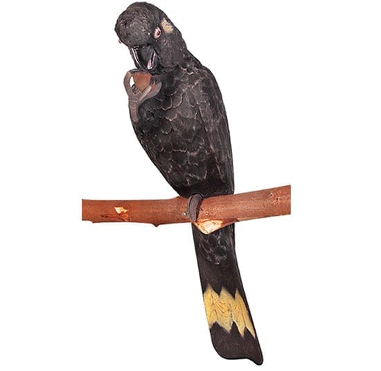 Cockatoo Black Yellow Tailed With Nut