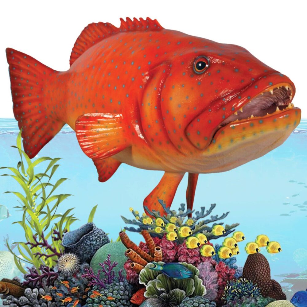 Coral trout fish - Giant hanging 120045hanging - showing best angl- showing teeth, fins and eys