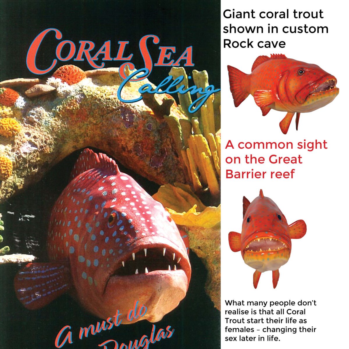 Natureworks Australia Coral trout fish - Giant hanging 120045hanging in coral sea calling coral rock have exhibit - Port Douglas
