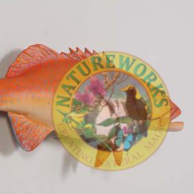 Natureworks Australia Coral trout - Natural - 120051 - life-size fibreglass replica - hand painted and manufactured - wall decor
