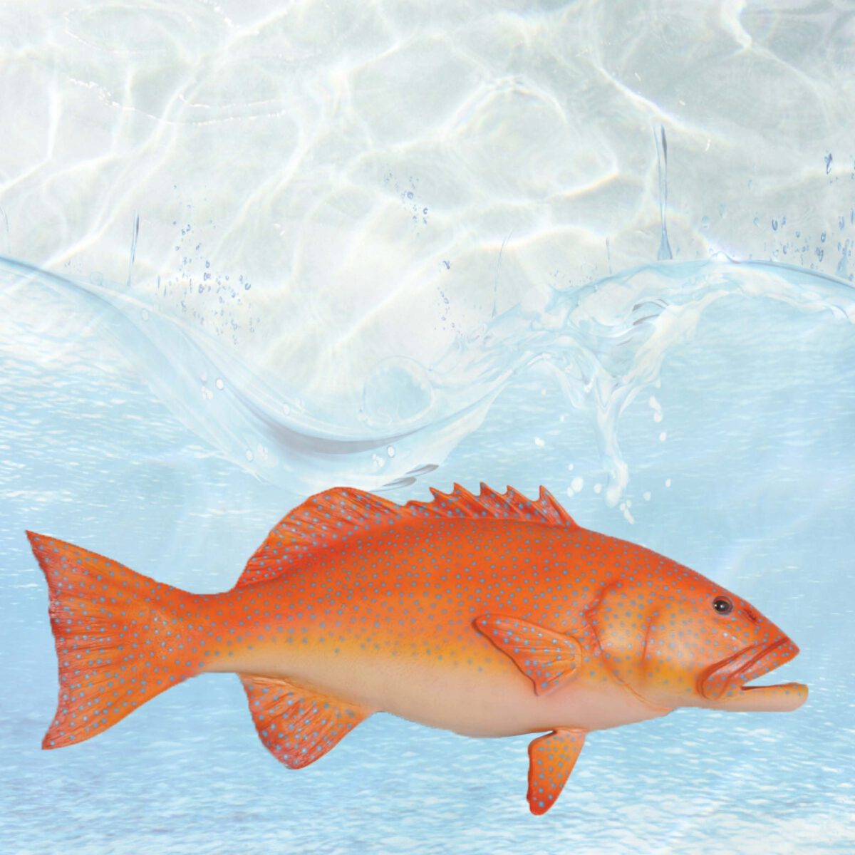 Natureworks Australia Coral trout - Natural - 120051 - life-size fibreglass replica - hand painted and manufactured - wall decor