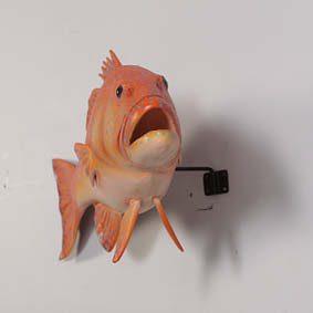 Natureworks Australia Coral trout - Natural - 120051 - life-size fibreglass replica - hand painted and manufactured - wall decor - showing mounting bracket